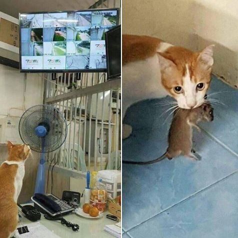 pelanggar aturan yang tertangkap basah